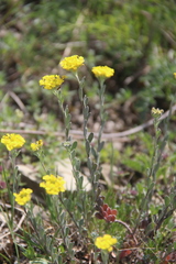 Alyssum trichostachyum