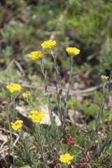 Alyssum trichostachyum
