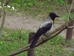 Corvus cornix