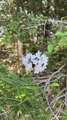 Viburnum carlesii