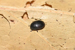 Sphaeridium marginatum