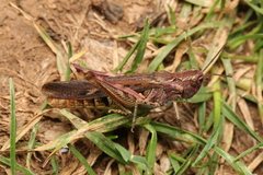 Chorthippus maritimus