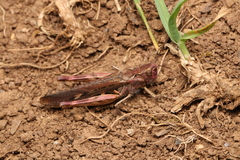 Chorthippus maritimus