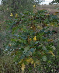 Senna magnifolia