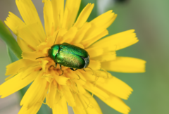 Cryptocephalus aureolus