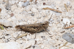 Chorthippus maritimus