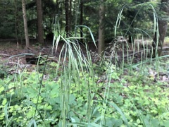 Bromus benekenii