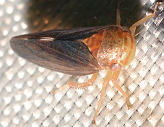 Oncopsis sobria