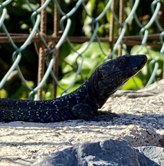 Gallotia caesaris gomerae