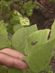 Acmaeodera xanthosticta