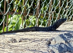 Gallotia caesaris gomerae