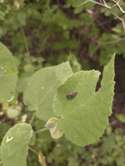 Acmaeodera xanthosticta