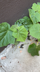 Paulownia tomentosa