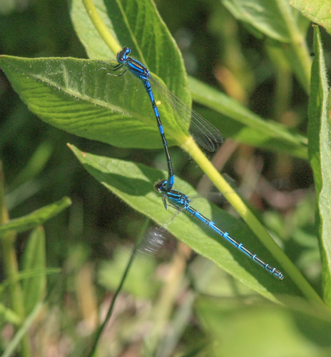 Dainty Damselfly, 3235 Rockanje, Nederland, photo 8 of 10
