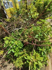 Magnoliopsida