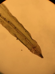 Macromitrium guatemaliense