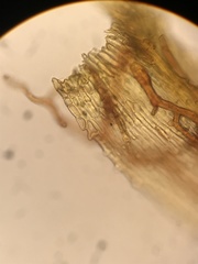 Macromitrium guatemaliense