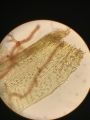 Macromitrium guatemaliense