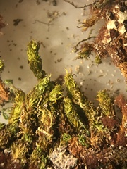 Macromitrium guatemaliense