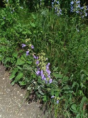 Salvia ringens