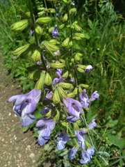 Salvia ringens
