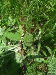 Salvia ringens