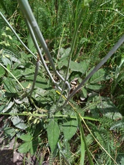 Salvia ringens
