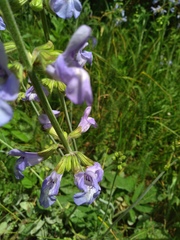 Salvia ringens