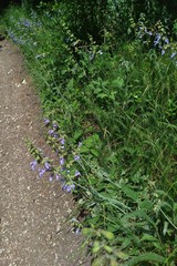 Salvia ringens