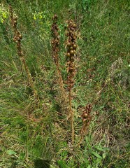 Asphodeline