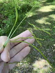 Carex debilis debilis