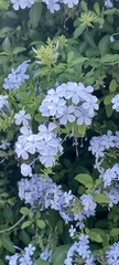 Plumbago auriculata