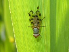 Melieria omissa