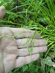 Carex debilis debilis