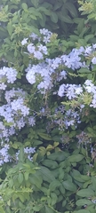 Plumbago auriculata