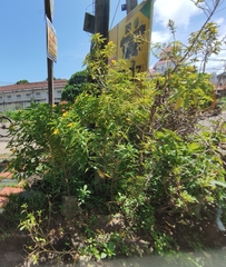 Magnoliopsida