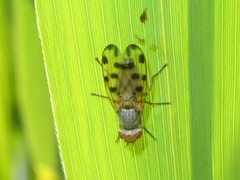 Melieria omissa