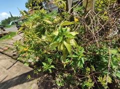 Magnoliopsida