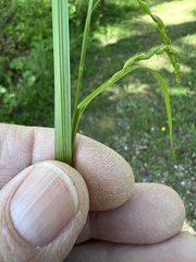 Carex debilis debilis
