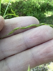 Carex debilis debilis