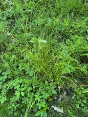 Carex debilis debilis