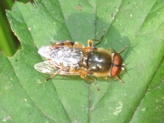 Odontomyia ornata