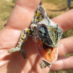 Furcifer lateralis