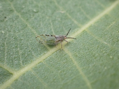 Homotomidae