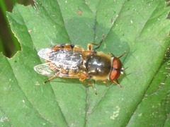 Odontomyia ornata