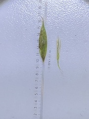 Carex debilis debilis