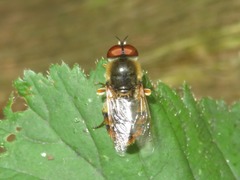 Odontomyia ornata