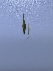 Carex debilis debilis