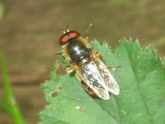 Odontomyia ornata