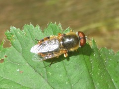 Odontomyia ornata